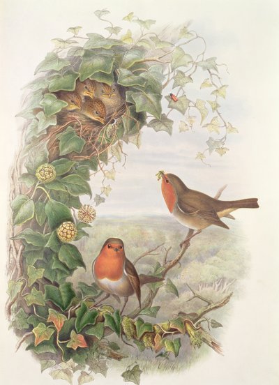 Rotkehlchen, 1873 von John Gould